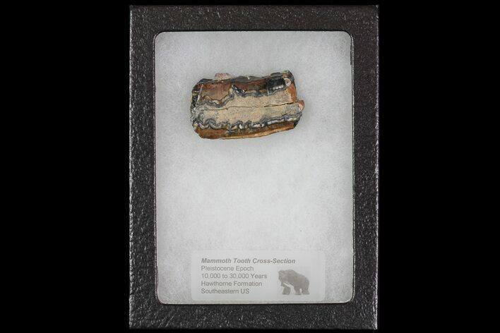 Mammoth Molar Slice With Case - South Carolina #67753